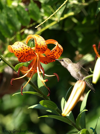 A garden flower photo