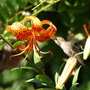 20080720_41bc