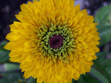 Rudbeckia hirta 'Maya' (Rudbeckia hirta 'Maya')