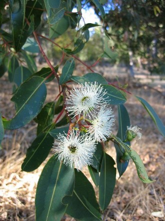 Red gum flowers (Eucalyptus calophylla)