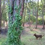 Ivy (Eucalyptus patens)