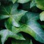 Ivy.