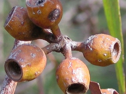 Seedpods (Eucalyptus patens)