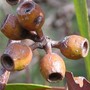 Seedpods (Eucalyptus patens)