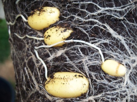 Potatoes