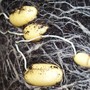 Potatoes