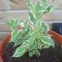 New Shrub.