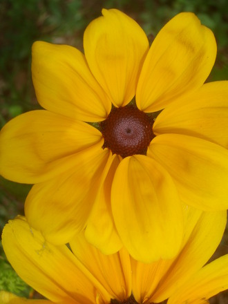 Rudbekia