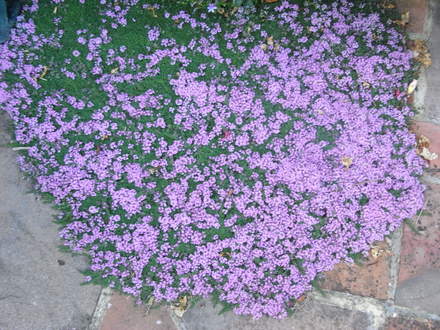 Thyme (Ornamental creeping) (Thymus serpyllum (Creeping thyme))