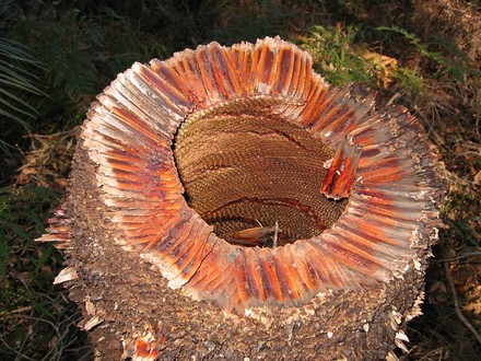 Centre of the Xanthorrhoea tree (Xanthorrhoea preissii Endl.)