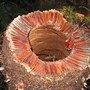 Centre of the Xanthorrhoea tree (Xanthorrhoea preissii Endl.)