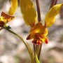 Donkey_orchid2