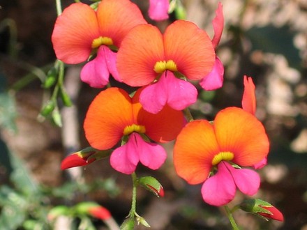 Chorizema cordatum (Chorizema cordatum (Heart Leaf Flame Pea))