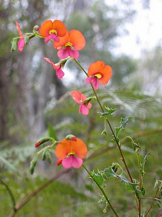 Chorizema cordatum (Chorizema cordatum (Heart Leaf Flame Pea))