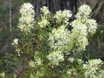 Hakea lissocarpha ( Honey bush ) (Hakea lissocarpha)