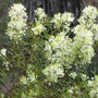 Hakea lissocarpha ( Honey bush ) (Hakea lissocarpha)