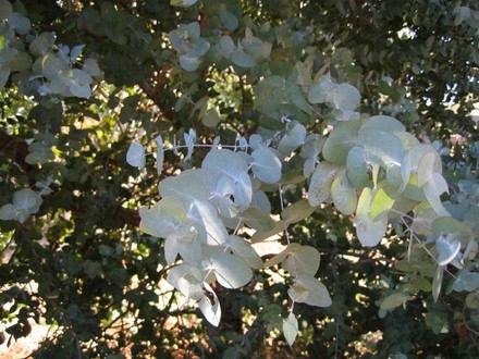 Ecalyptus cinerea (Eucalyptus cinerea)