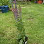Salvia