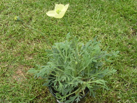 leucanthemum