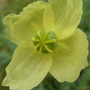 Leucanthemum_1