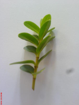 leaf