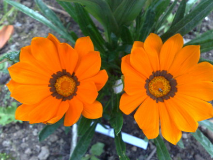 gazania