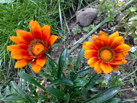 gazania