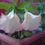 brugmansia datura (brugmansia datura)