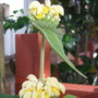 Philomis_russellana-001