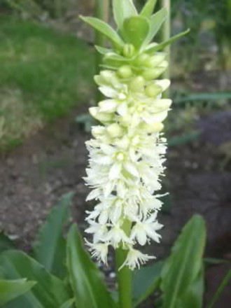 pineapple lily