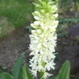 Pineapple_lily-003_2