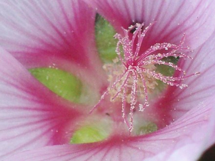A garden flower photo