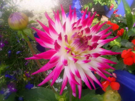 dahlia in front garden