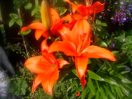 lilly in front garden