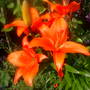 The_patch_919