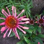 Pretty_pink_flowers