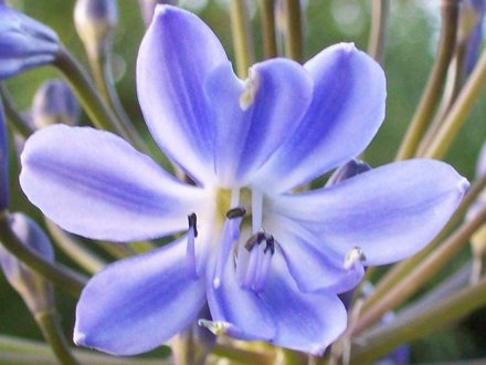 A garden flower photo