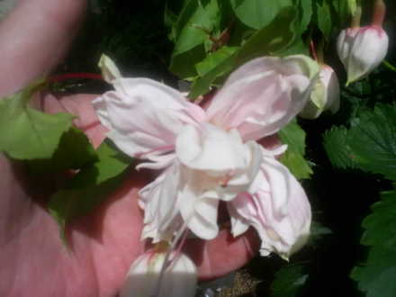 fuchsia name not known