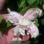 The_patch_911