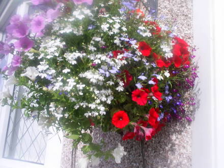 A garden flower photo