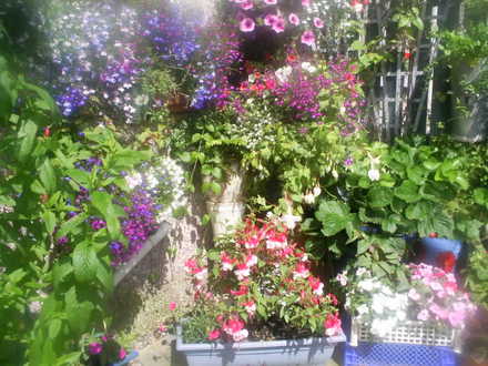 lucys containers and baskets  back garden