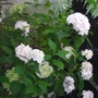 Hydrangea arborescens