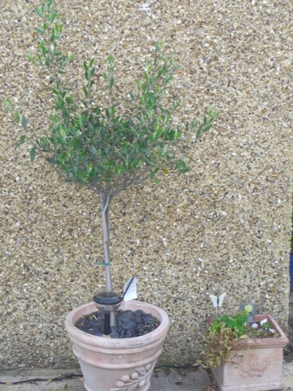 Our little olive tree