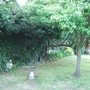 Pear_tree