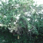 White cover