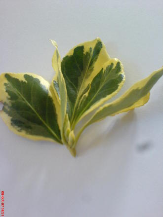 leaf
