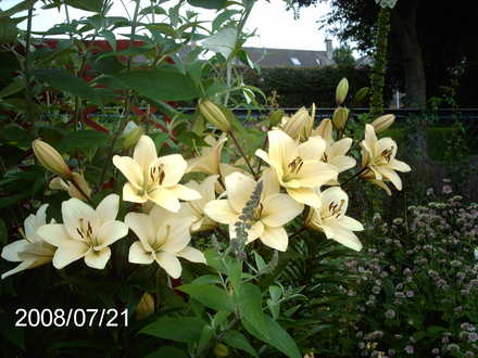 Asiatic Lily (Lilium)