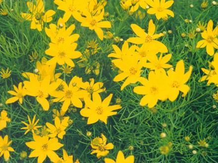Threadleaf Coreopsis (coreopsis verticillata 'Zagreb')