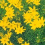 Coreopsis