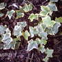Variegated Ivy (Hedera colchica 'Dentata variegata')